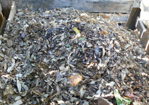 Compost Pile
