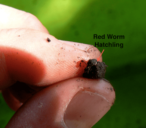 Texas Red Worm Hatchling
