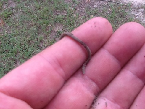 Red Mites killing a red worm